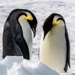 Emperor penguins on Antarctic ice during annual moult