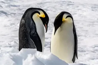 Emperor penguins on Antarctic ice during annual moult