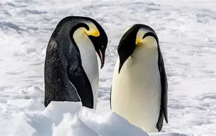 Emperor penguins on Antarctic ice during annual moult