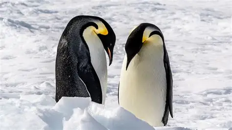 Emperor penguins on Antarctic ice during annual moult