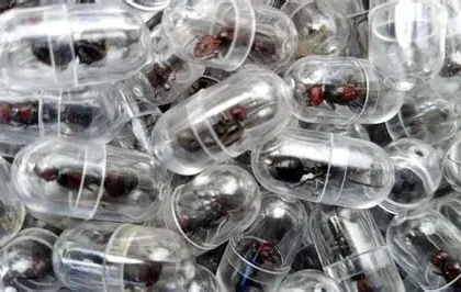 Confiscated live ants stored in test tubes during wildlife smuggling case in Kenya