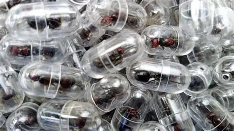 Confiscated live ants stored in test tubes during wildlife smuggling case in Kenya