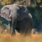 Explorer Steve Boyes searching for ghost elephants in Angola