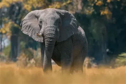 Explorer Steve Boyes searching for ghost elephants in Angola
