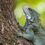 Wildlife and grasslands in Los Llanos Colombia known as the Serengeti of South America