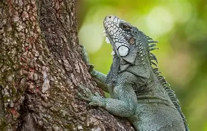 Wildlife and grasslands in Los Llanos Colombia known as the Serengeti of South America