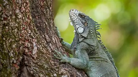 Wildlife and grasslands in Los Llanos Colombia known as the Serengeti of South America