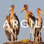 Greater adjutant stork standing in wetland habitat in Assam India