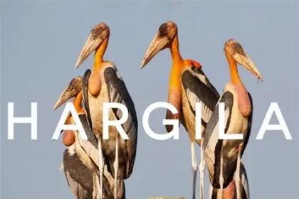 Greater adjutant stork standing in wetland habitat in Assam India
