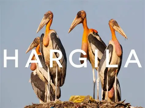 Greater adjutant stork standing in wetland habitat in Assam India