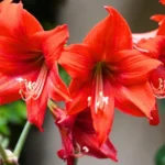 Amaryllis plant with large red flowers used as Christmas decoration