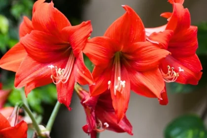Amaryllis plant with large red flowers used as Christmas decoration