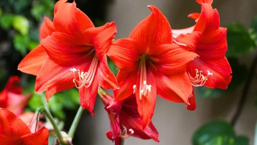 Amaryllis plant with large red flowers used as Christmas decoration