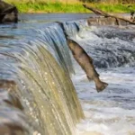 large migratory freshwater fish swimming in river ecosystem under threat
