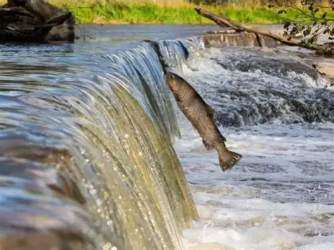 large migratory freshwater fish swimming in river ecosystem under threat
