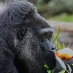 Fatou the 69-year-old western lowland gorilla eating vegetables during her birthday celebration at Berlin Zoo.