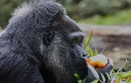 Fatou the 69-year-old western lowland gorilla eating vegetables during her birthday celebration at Berlin Zoo.