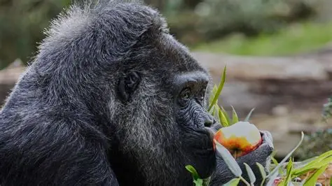 Fatou the 69-year-old western lowland gorilla eating vegetables during her birthday celebration at Berlin Zoo.