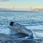 gray whale San Francisco Bay migration climate change impact