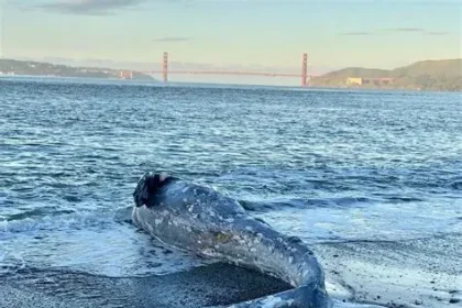 gray whale San Francisco Bay migration climate change impact