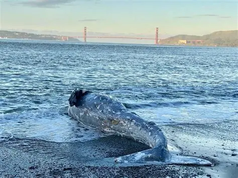 gray whale San Francisco Bay migration climate change impact