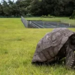 Jonathan the giant Seychelles tortoise resting outdoors on St Helena island, confirmed alive after false death reports linked to a crypto scam.
