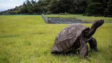 Jonathan the giant Seychelles tortoise resting outdoors on St Helena island, confirmed alive after false death reports linked to a crypto scam.
