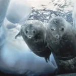 Polar wildlife including penguins, walruses and Arctic animals captured by Doug Allan