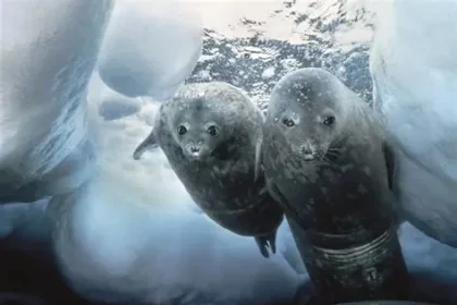 Polar wildlife including penguins, walruses and Arctic animals captured by Doug Allan