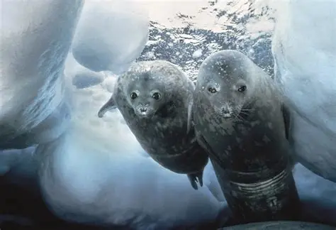 Polar wildlife including penguins, walruses and Arctic animals captured by Doug Allan
