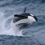 Pod of orcas swimming and playing near a fishing boat in the sea