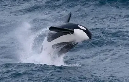 Pod of orcas swimming and playing near a fishing boat in the sea