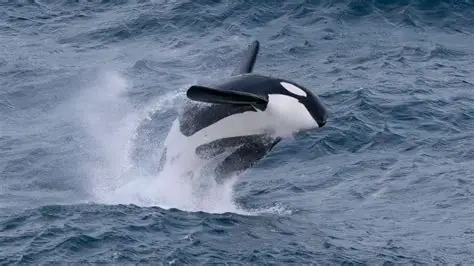 Pod of orcas swimming and playing near a fishing boat in the sea