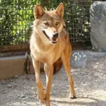 Escaped wolf Neukgu running near Daejeon after zoo breakout