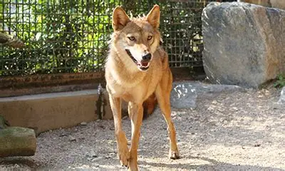 Escaped wolf Neukgu running near Daejeon after zoo breakout