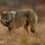 Escaped wolf spotted at night near Daejeon zoo area