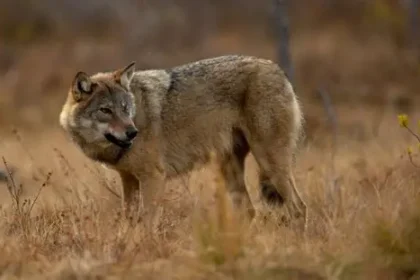 Escaped wolf spotted at night near Daejeon zoo area