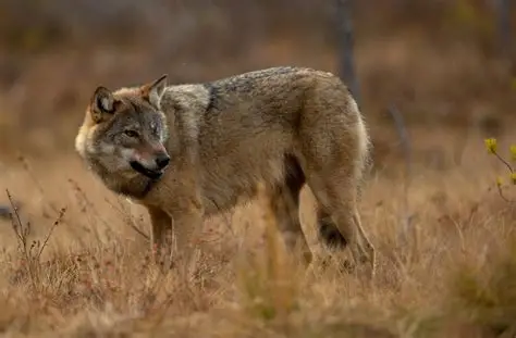 Escaped wolf spotted at night near Daejeon zoo area