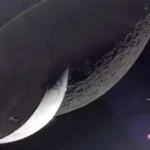 Artemis II astronaut Reid Wiseman photographs Earth and Moon from Orion spacecraft window 142,000 miles from home, capturing auroras and Venus.