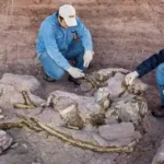 Thailand dinosaur discovery reveals giant Nagatitan fossil