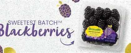Fresh British blackberries in a punnet on an Aldi store shelf, part of the retailer's 100 per cent British blackberry range for summer.