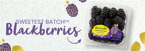 Fresh British blackberries in a punnet on an Aldi store shelf, part of the retailer's 100 per cent British blackberry range for summer.