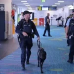 A CBP K9 officer and chocolate Labrador retriever currency detection dog at an airport security checkpoint during an outbound enforcement operation.