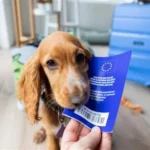 Woman traveling with dog affected by new European pet travel rules