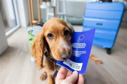 Woman traveling with dog affected by new European pet travel rules