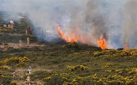 Isle of Man gorse fires 2026 burning vegetation near Peel Golf Course and Point of Ayre