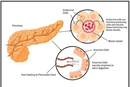 Scientists studying pancreatic cancer cells and damaged mitochondria in laboratory research