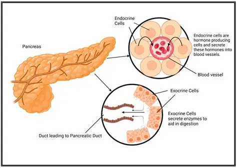 Scientists studying pancreatic cancer cells and damaged mitochondria in laboratory research