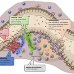 Bacteroides fragilis toxin colon cancer 2026 research Johns Hopkins claudin-4 receptor discovery