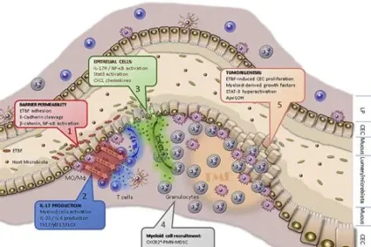 Bacteroides fragilis toxin colon cancer 2026 research Johns Hopkins claudin-4 receptor discovery